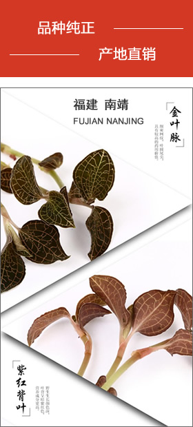 南靖金線蓮 品種純正，產(chǎn)地直銷(xiāo)