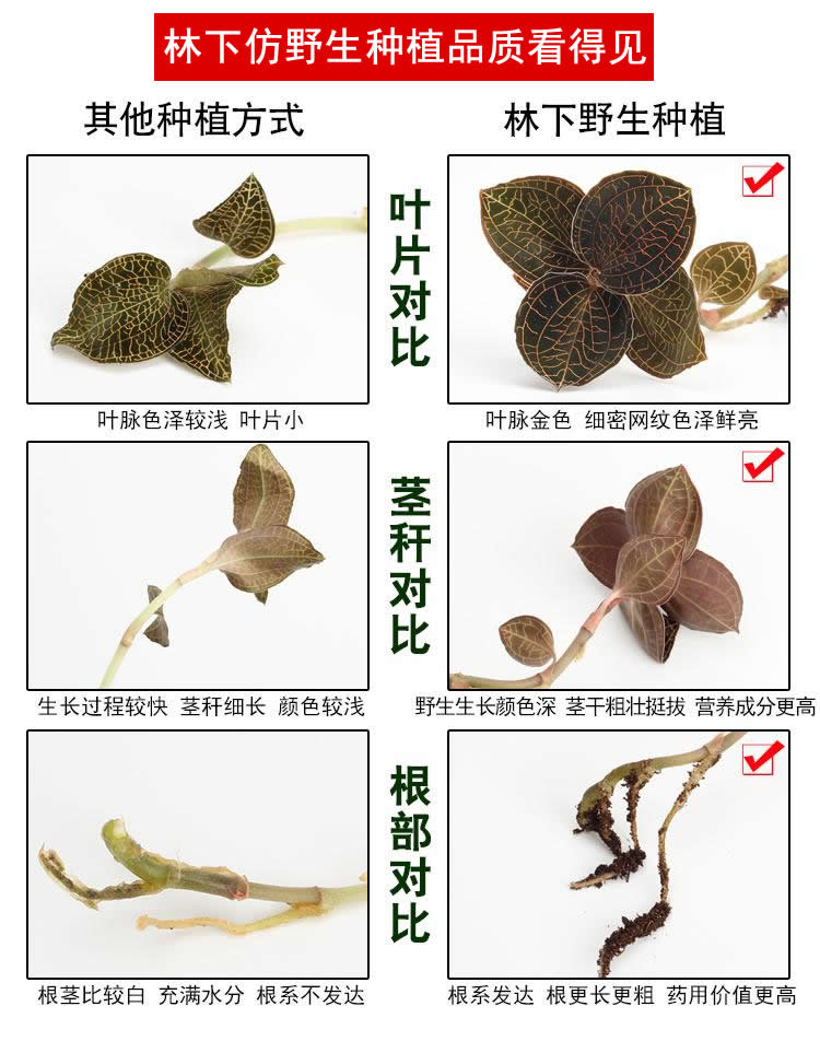 <a href=http://www.dgkangle.com.cn/ target='_blank'>金線蓮</a>林下種植