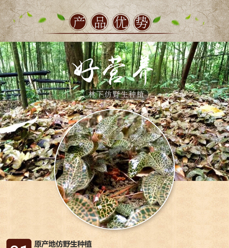 <a href=http://www.dgkangle.com.cn/ target='_blank'>金線蓮</a>干品 20克禮盒裝