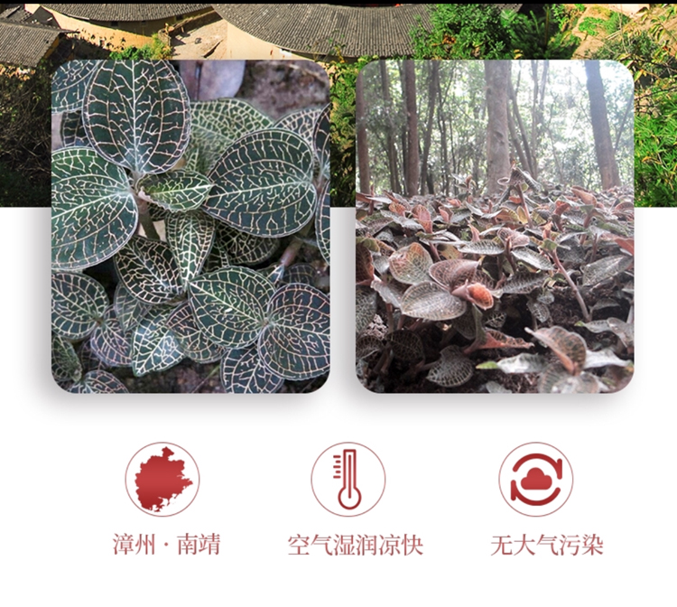 <a href=http://www.dgkangle.com.cn/ target='_blank'>金線蓮</a>干品 50克10管 禮盒裝